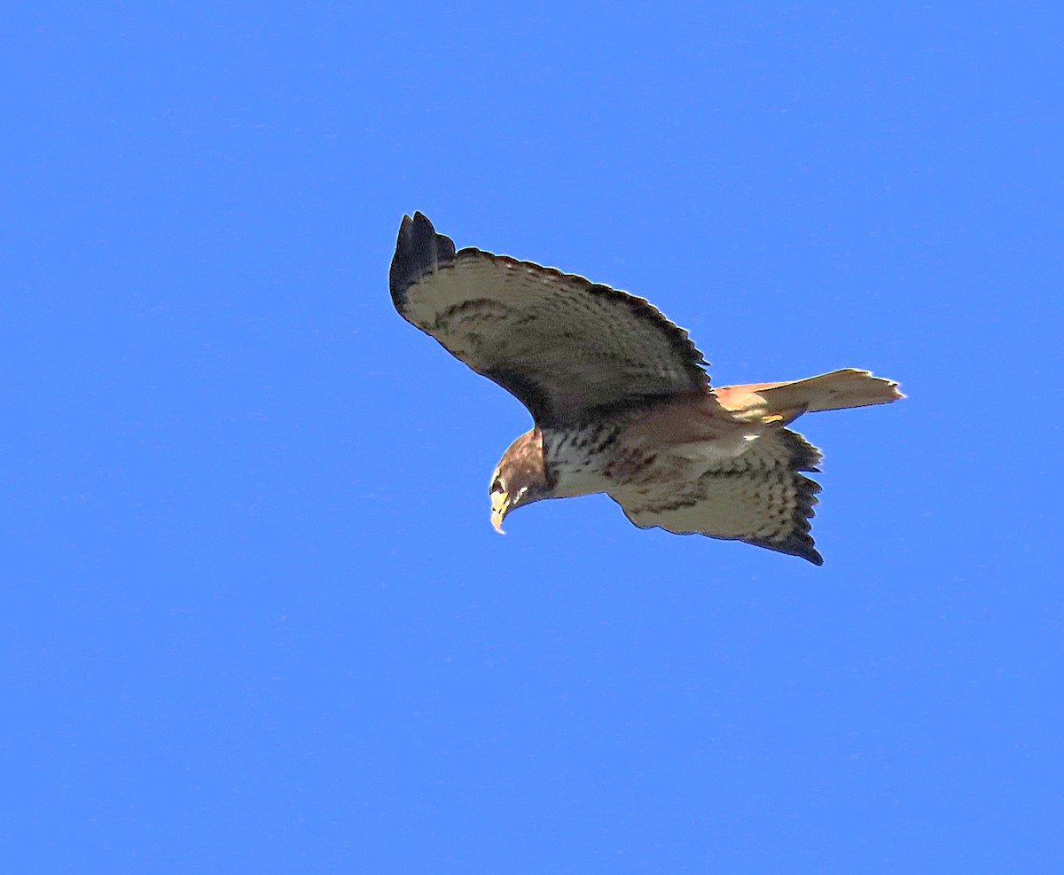 Red-tailed Hawk - ML617552389