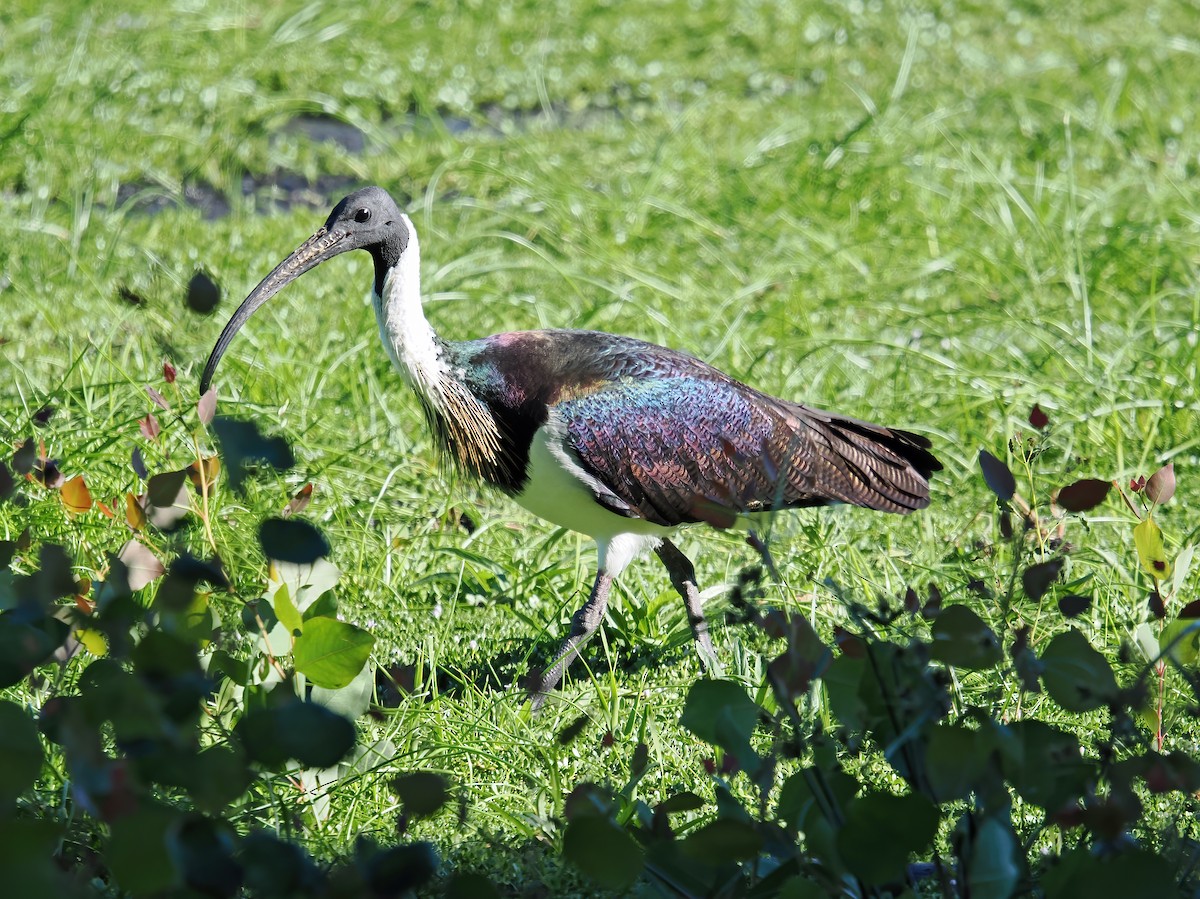 ibis slámokrký - ML617552437