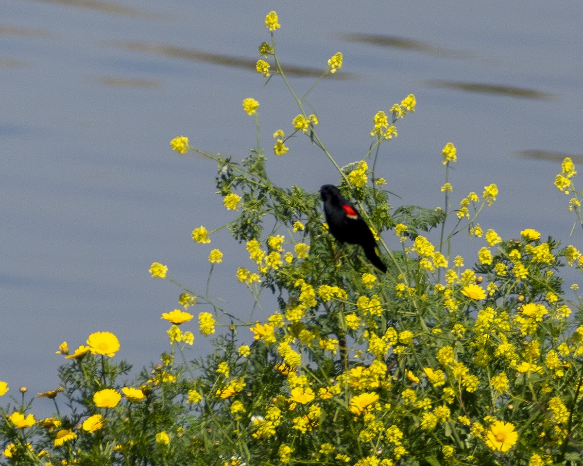 Red-winged Blackbird - James Kendall