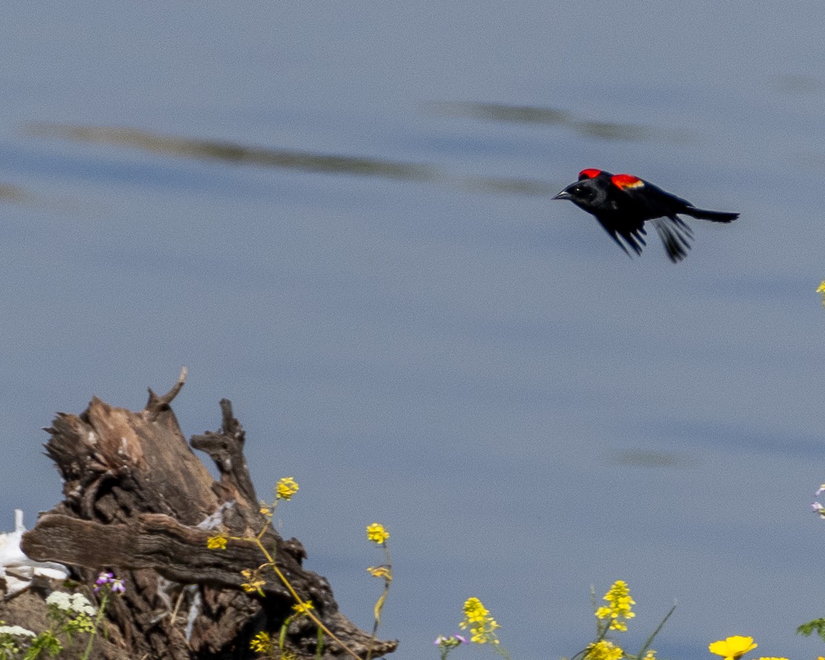 Red-winged Blackbird - ML617552446