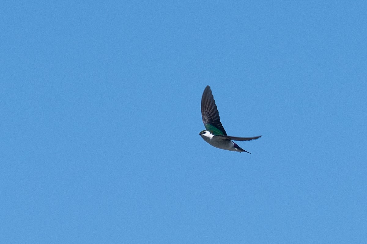 Violet-green Swallow - Ross Lockwood