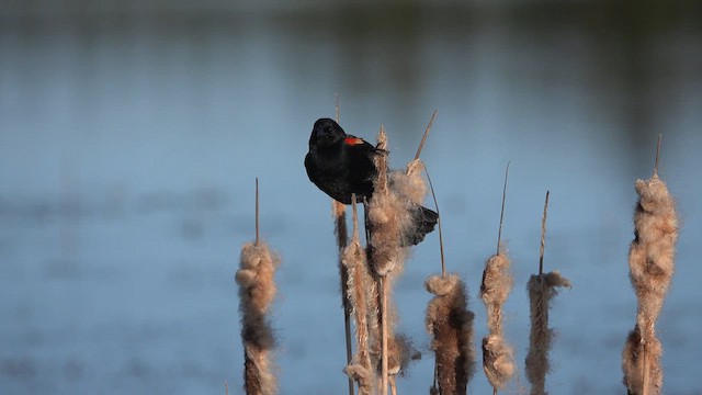 Red-winged Blackbird - ML617552521