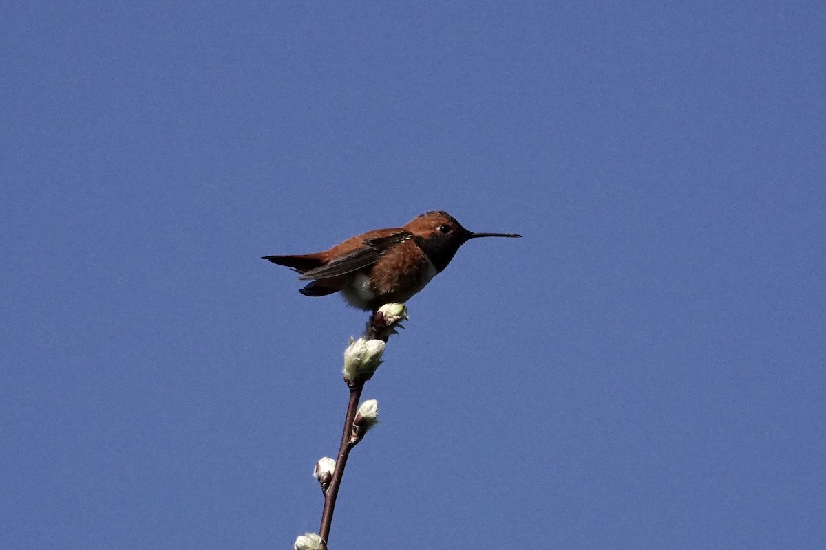 Rufous Hummingbird - Mike McGrenere