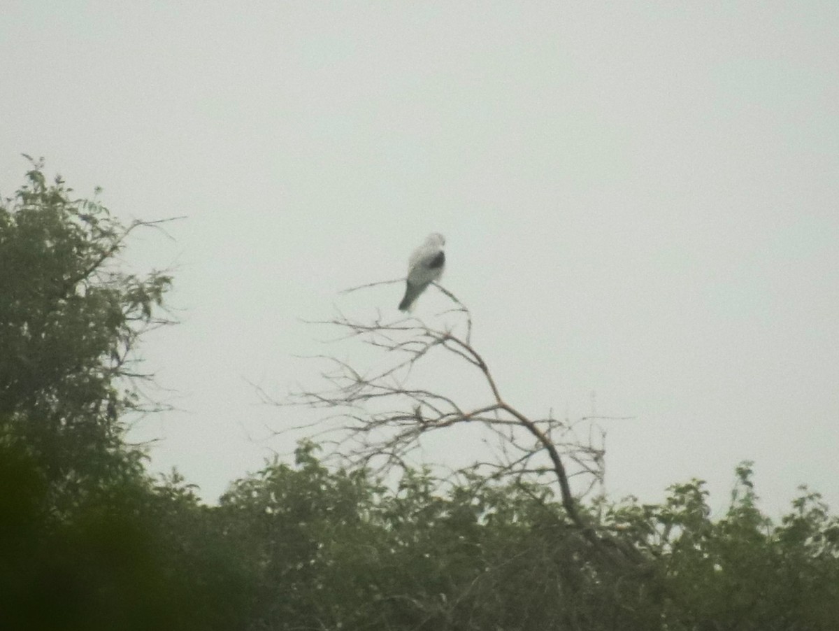 White-tailed Kite - Drew Hatcher