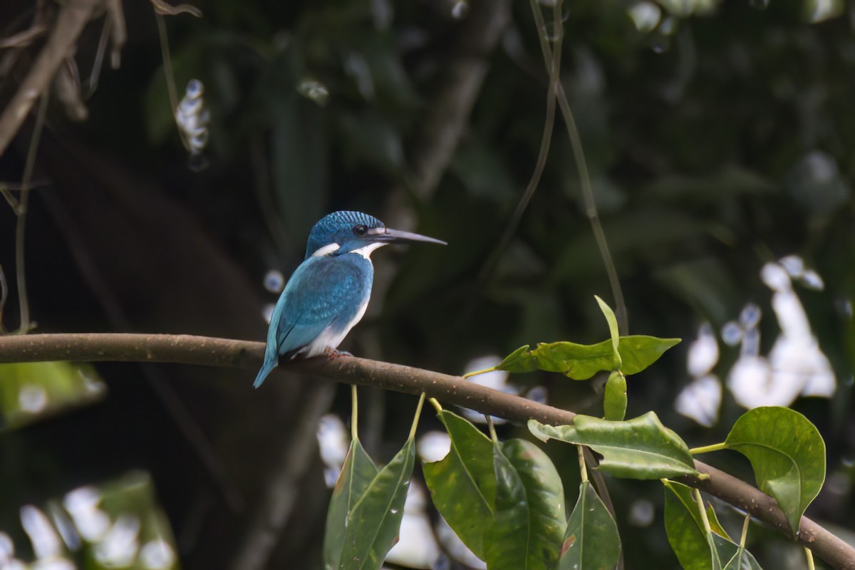 Small Blue Kingfisher - ML617552590