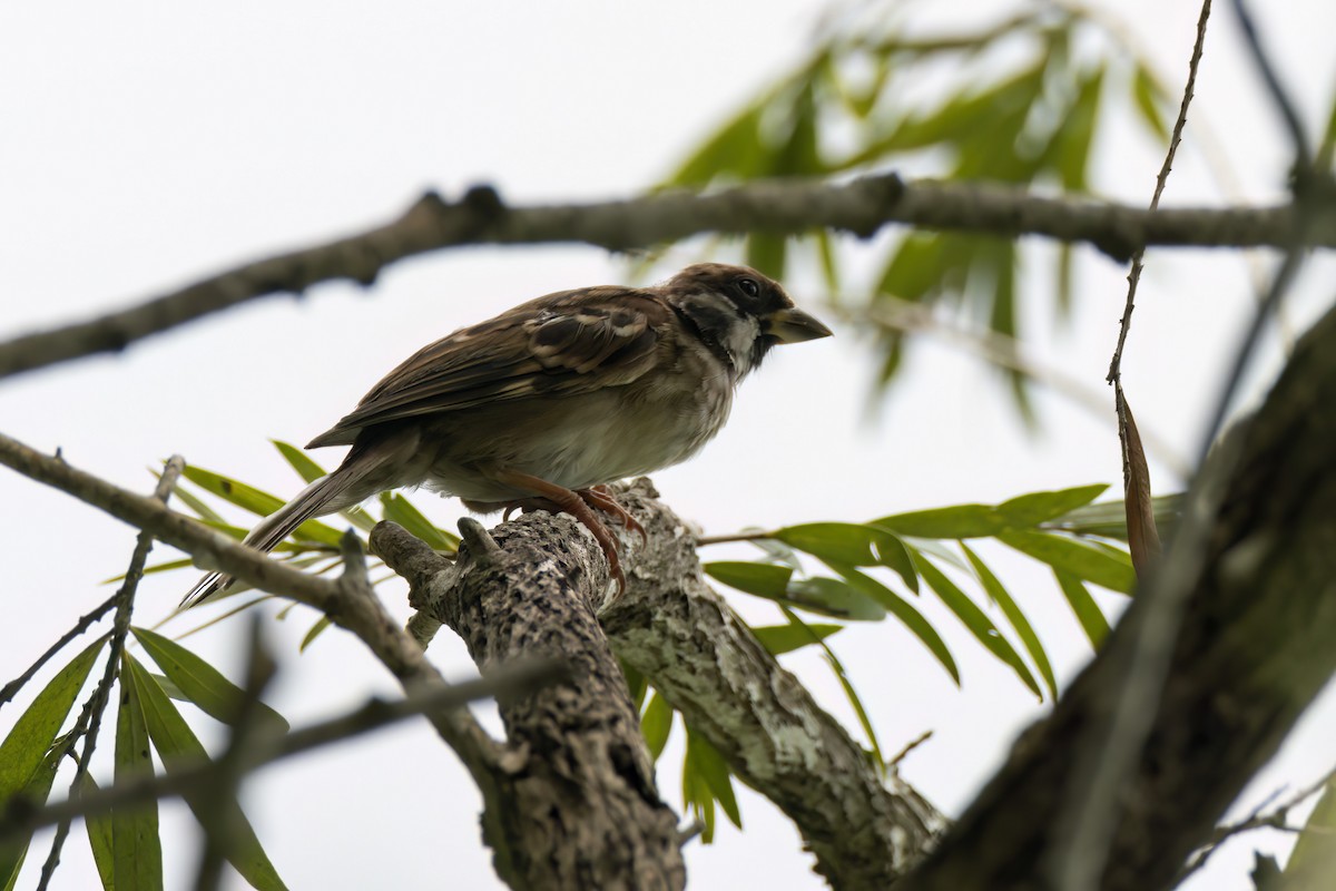 Eurasian Tree Sparrow - ML617552612
