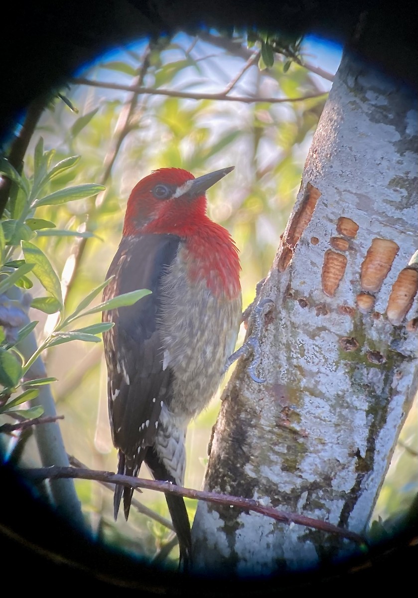 Red-breasted Sapsucker - ML617552634