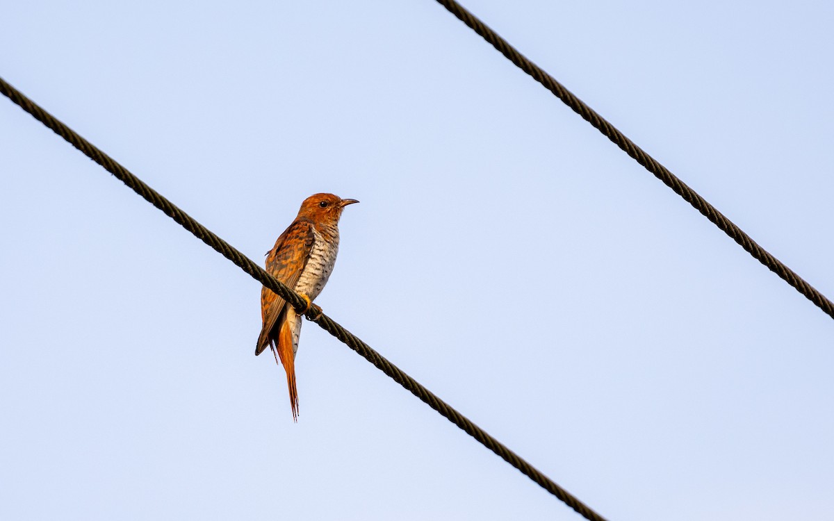 Gray-bellied Cuckoo - Adithya Bhat