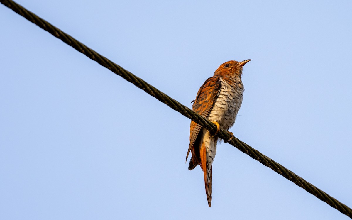 Gray-bellied Cuckoo - Adithya Bhat