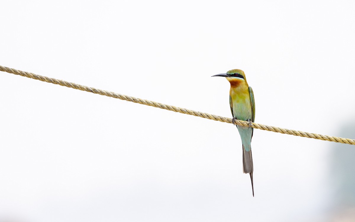 Blue-tailed Bee-eater - Adithya Bhat