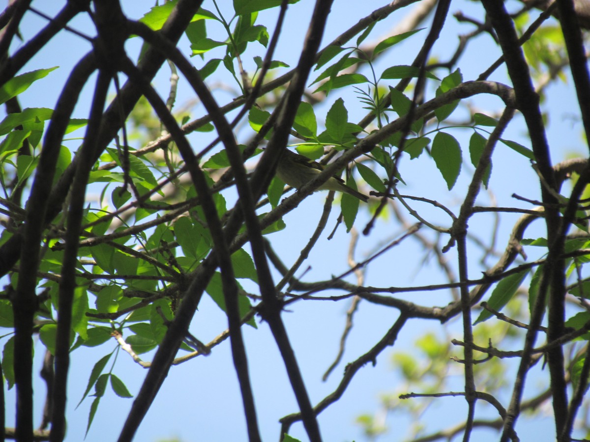 Pallas's Leaf Warbler - Satellite Wu