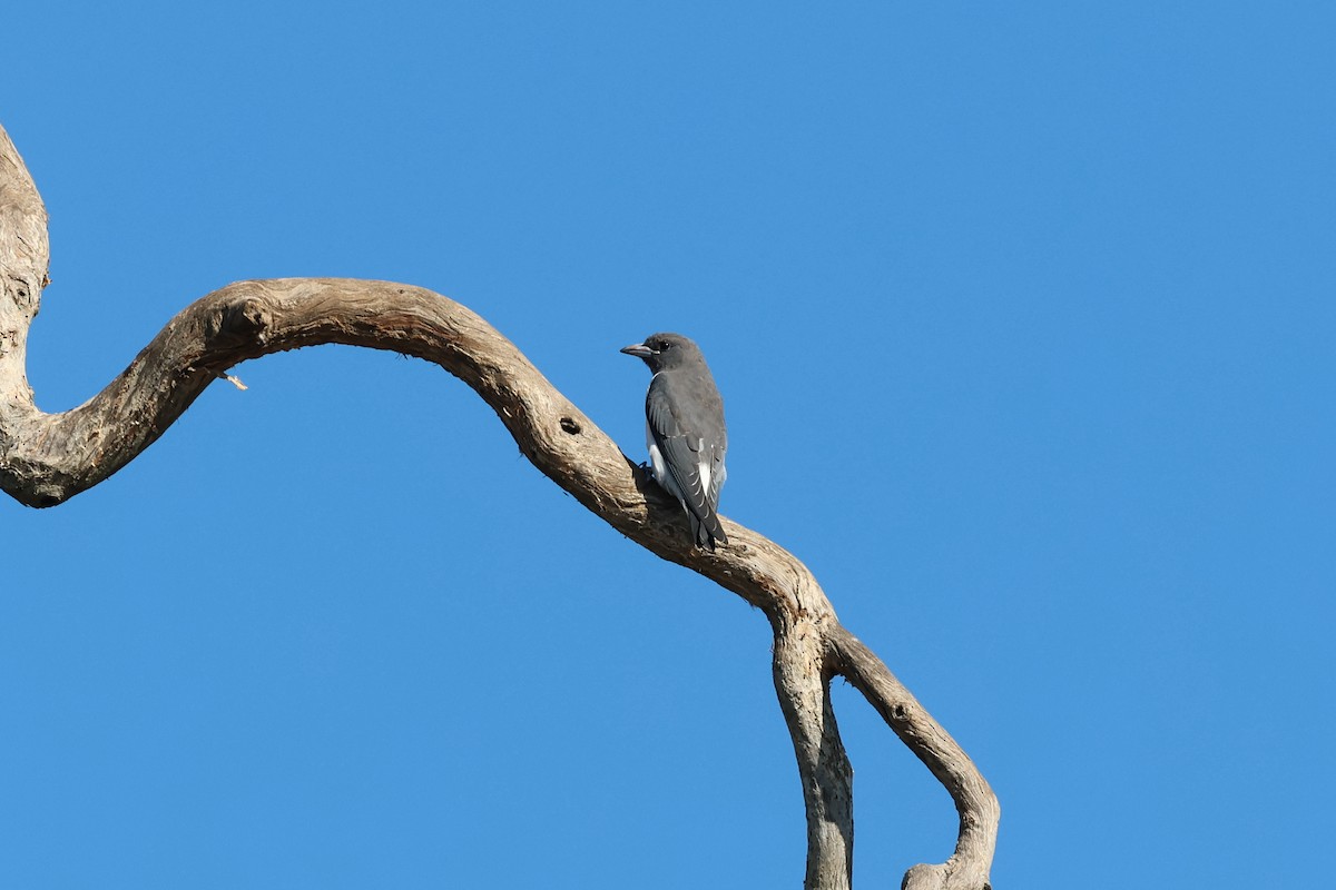 White-breasted Woodswallow - ML617552705