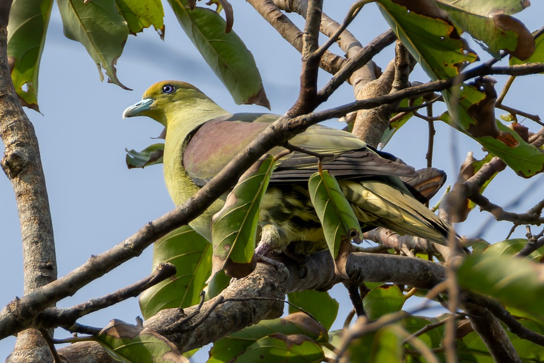 Whistling Green-Pigeon - ML617552716