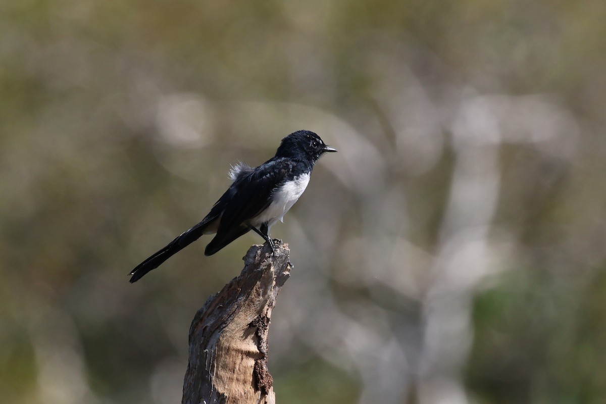 Willie-wagtail - ML617552724