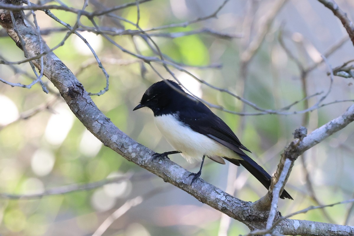 Willie-wagtail - ML617552735