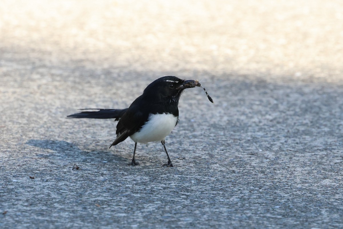 Willie-wagtail - ML617552736
