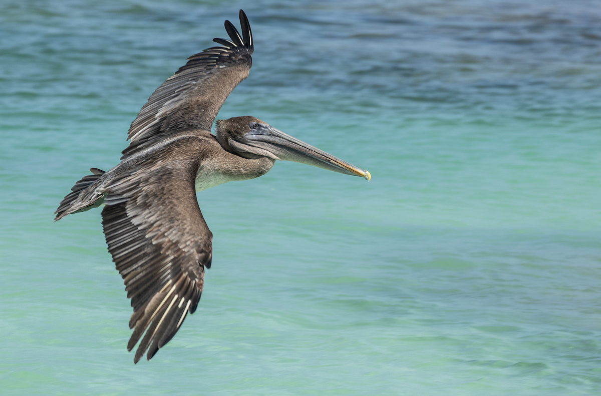 Brown Pelican (Galapagos) - ML617552768