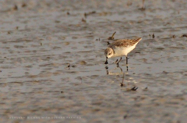  - Spoon-billed Sandpiper - 