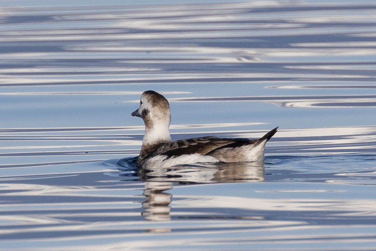 Long-tailed Duck - Denise Turley