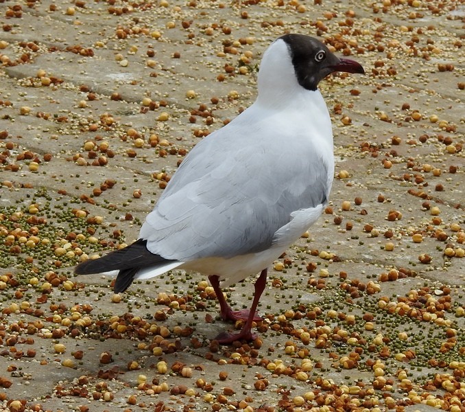 Brown-headed Gull - shantilal  Varu