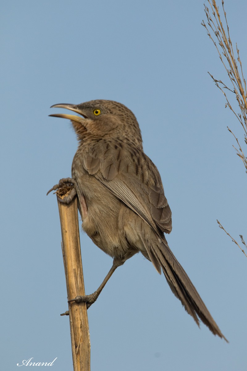 Striated Babbler - Anand Singh