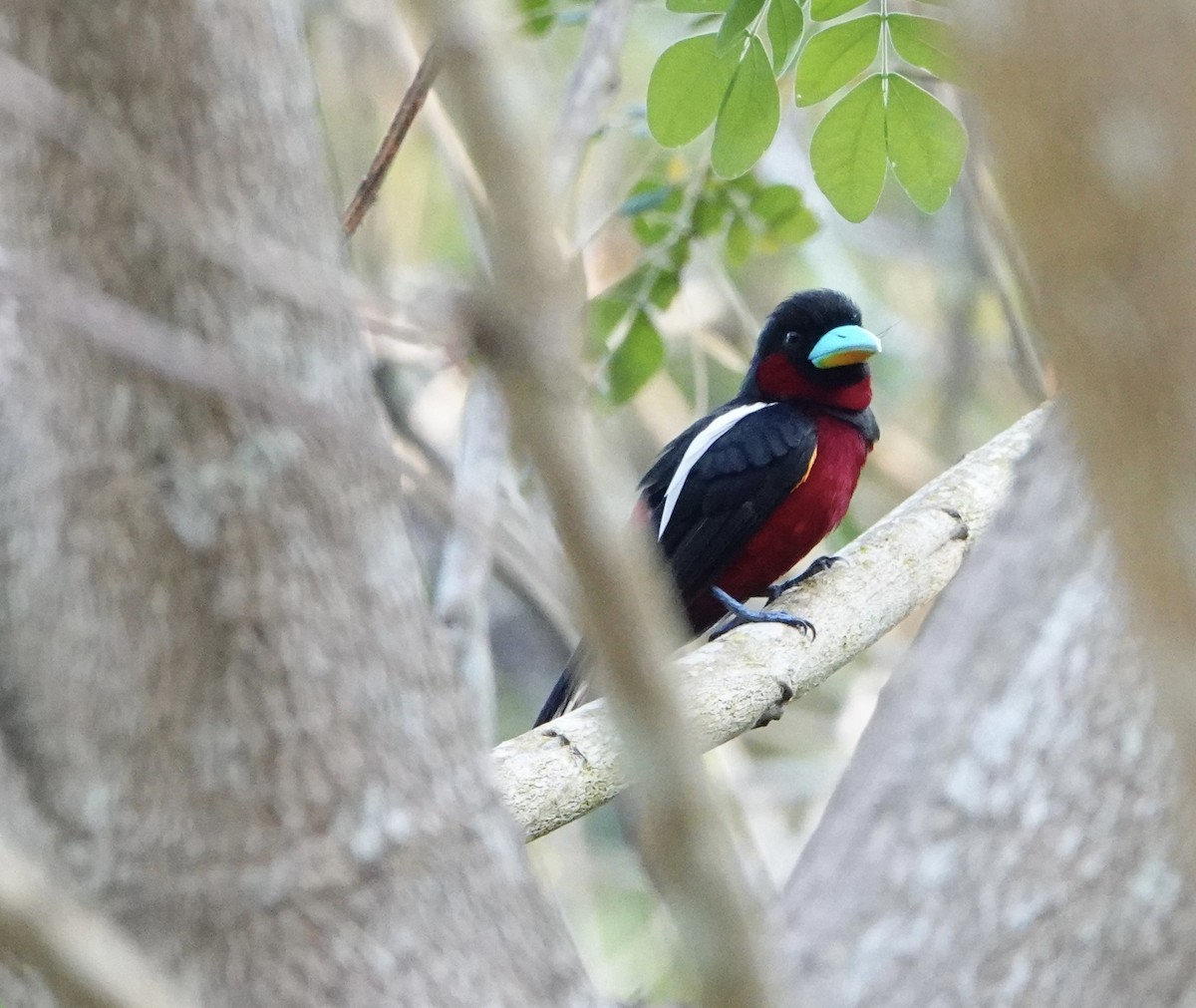 Black-and-red Broadbill (Black-and-red) - ML617553057