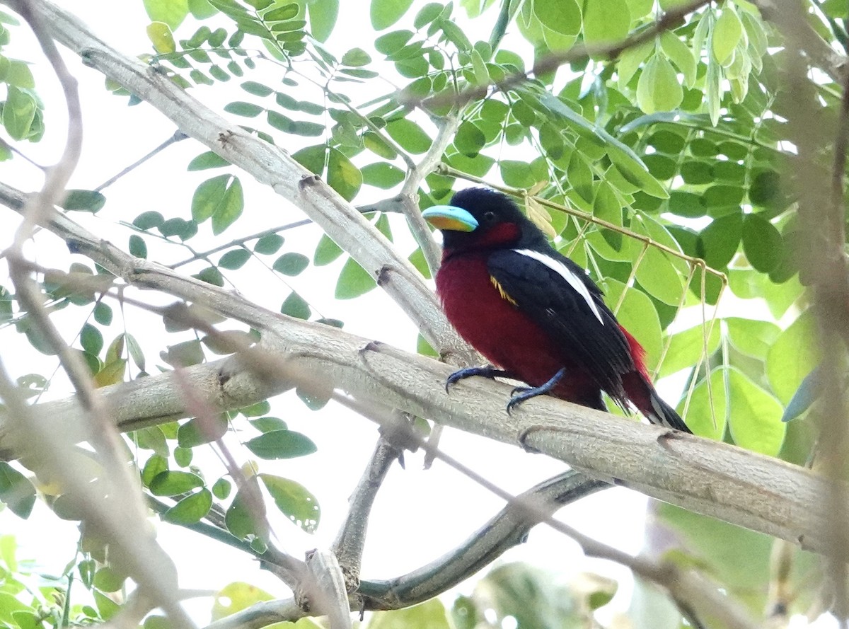 Black-and-red Broadbill (Black-and-red) - David Diller