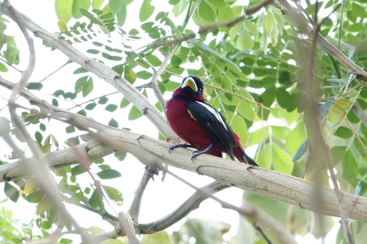 Black-and-red Broadbill (Black-and-red) - ML617553077