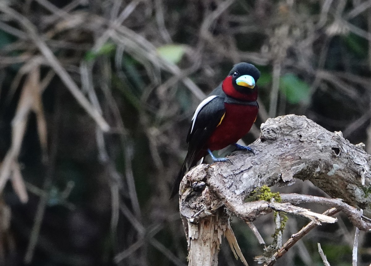 Black-and-red Broadbill (Black-and-red) - David Diller