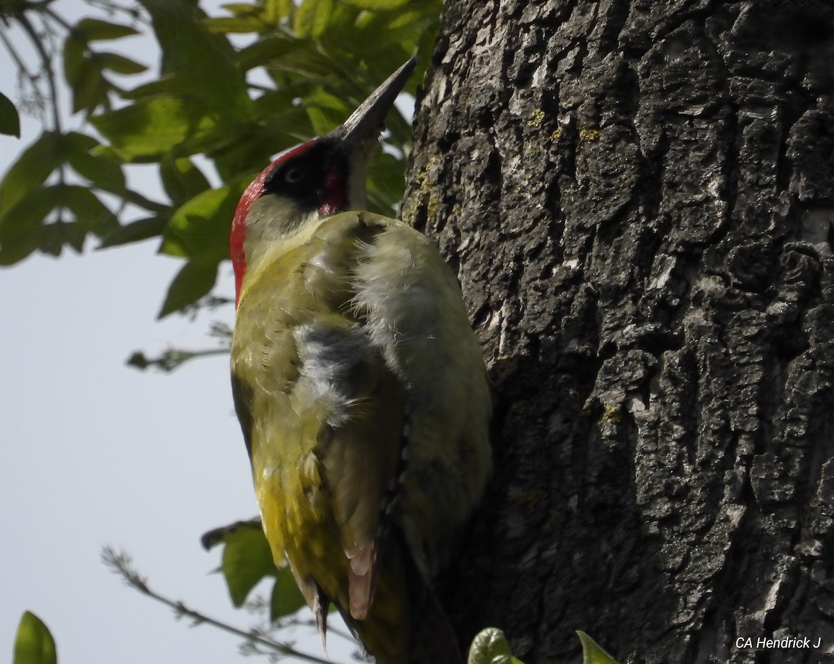 Eurasian Green Woodpecker - ML617553095