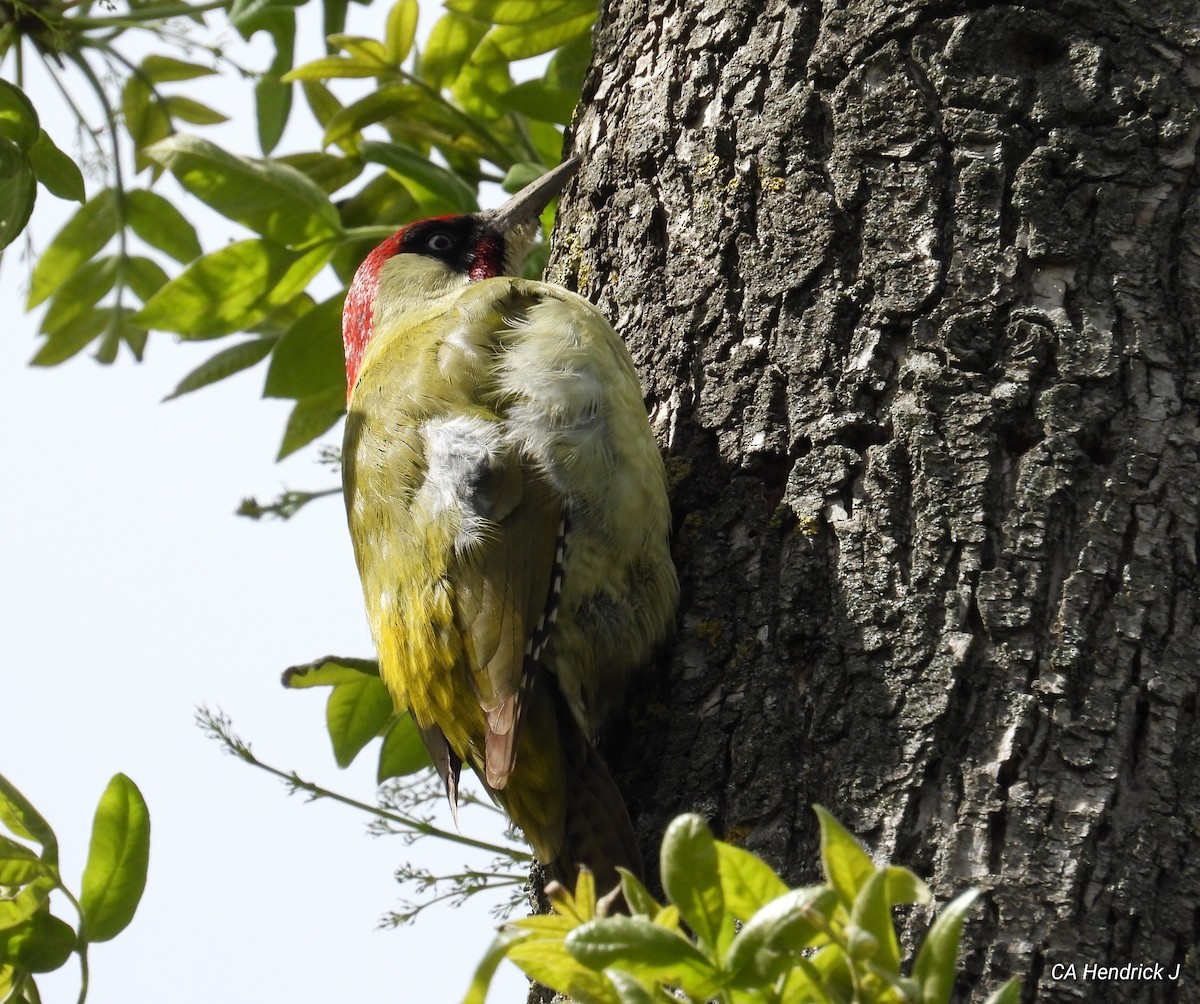 Eurasian Green Woodpecker - ML617553096