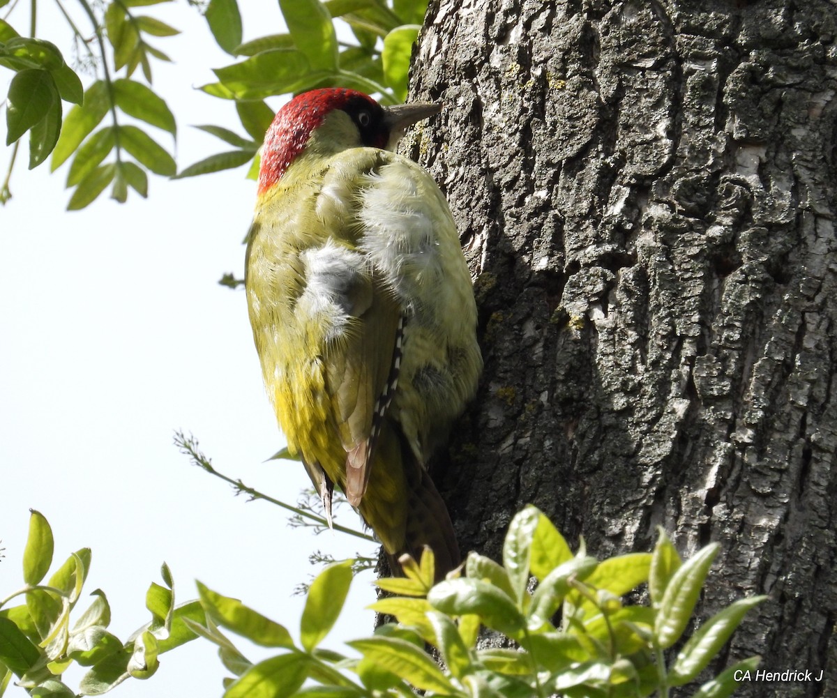 Eurasian Green Woodpecker - ML617553097