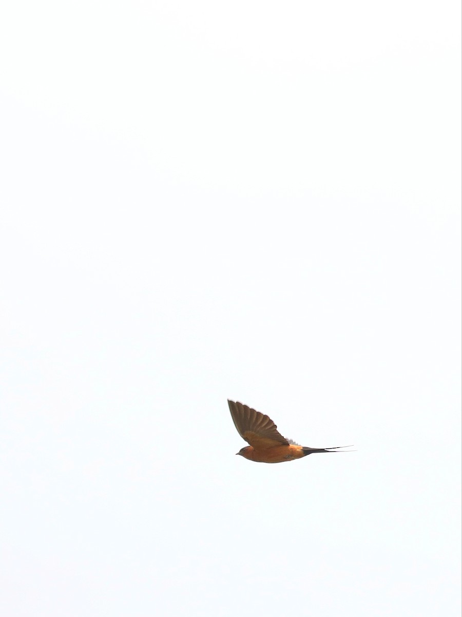 Rufous-bellied Swallow - ML617553107