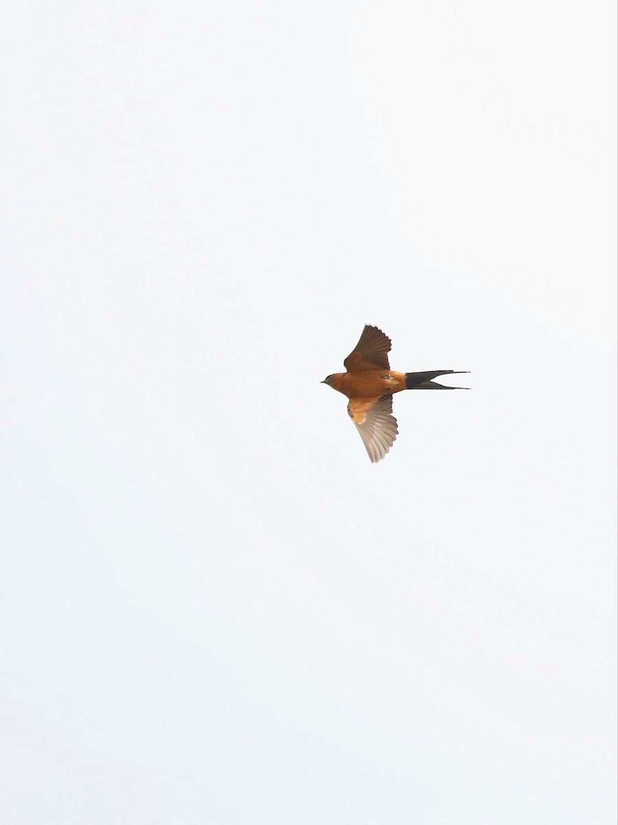Rufous-bellied Swallow - ML617553108