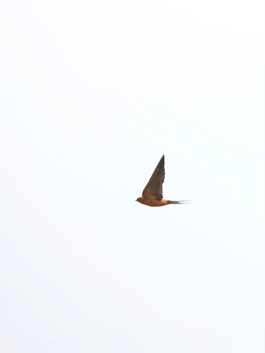 Rufous-bellied Swallow - ML617553109