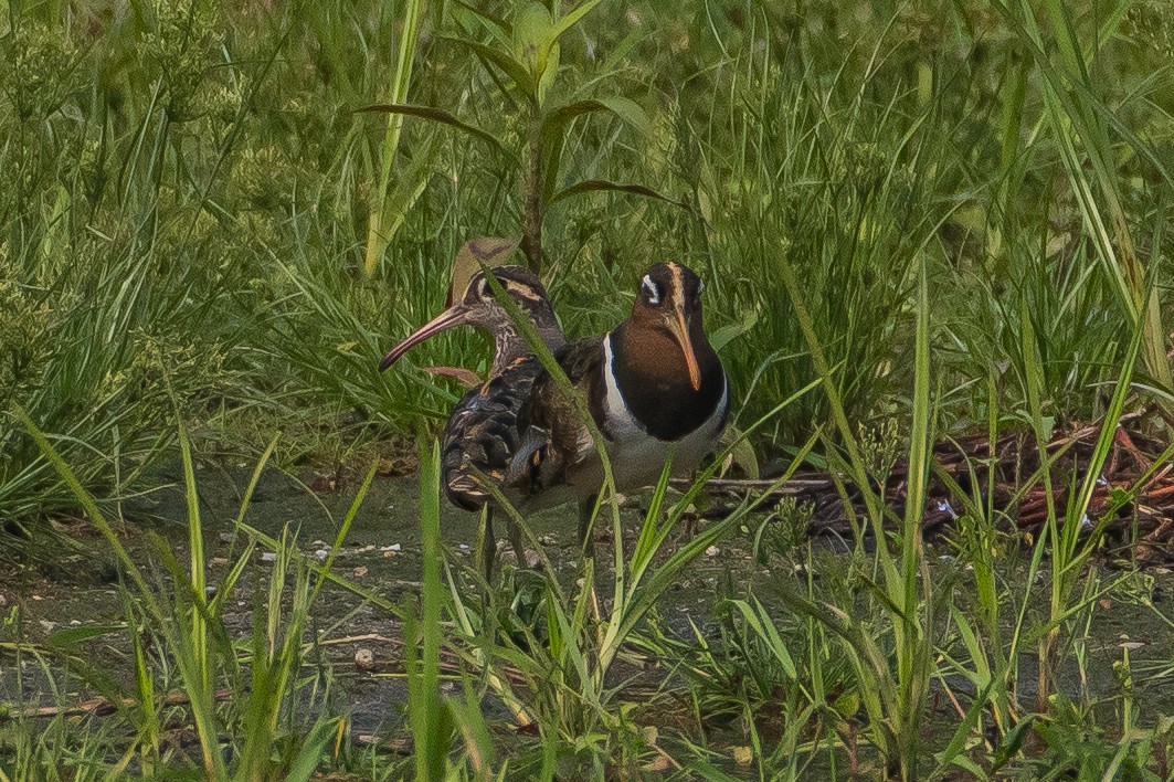 Greater Painted-Snipe - ML617553112