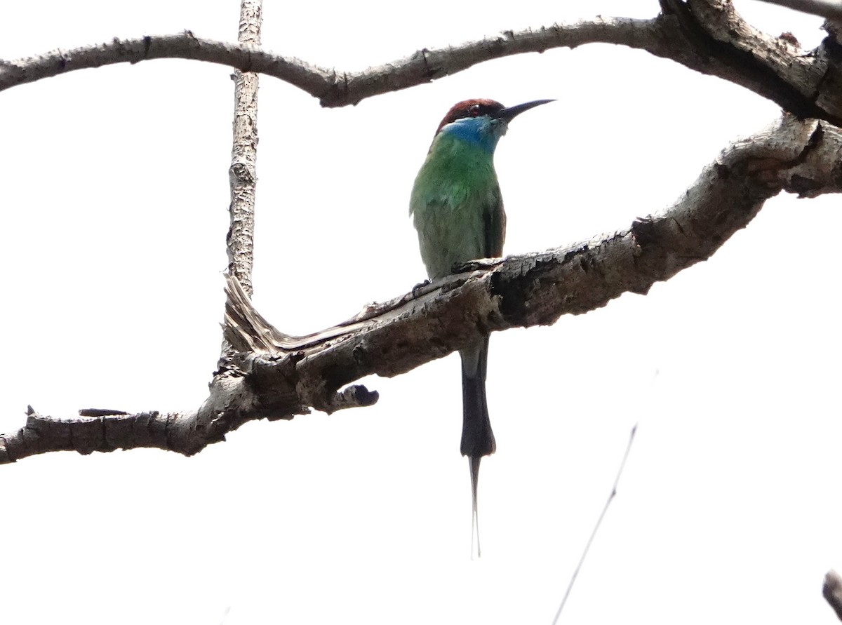 Blue-throated Bee-eater - ML617553137