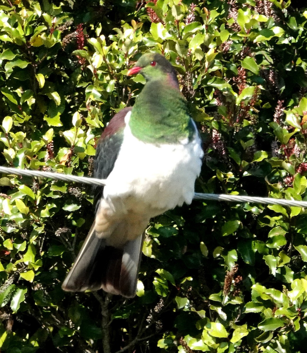 New Zealand Pigeon - ML617553138