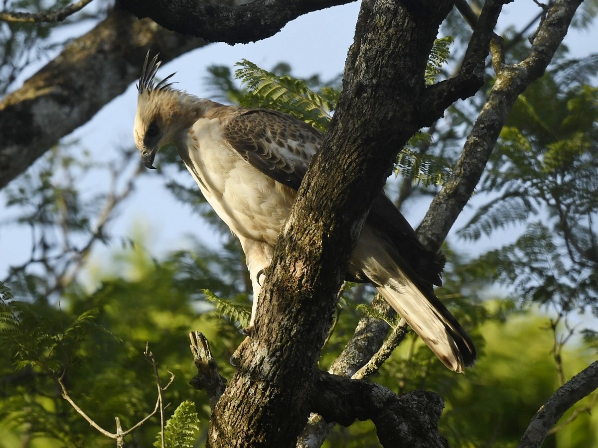 Changeable Hawk-Eagle - Subhadra Devi