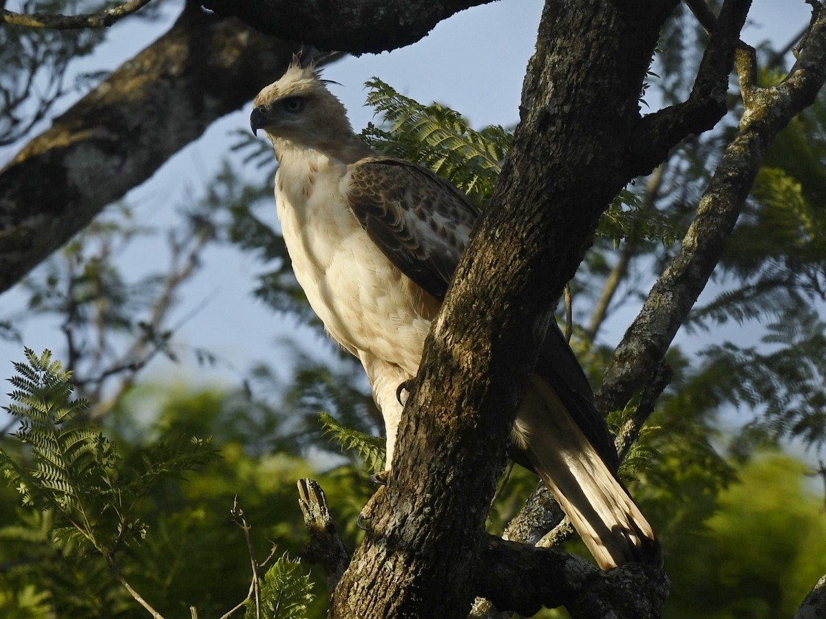 Changeable Hawk-Eagle - Subhadra Devi