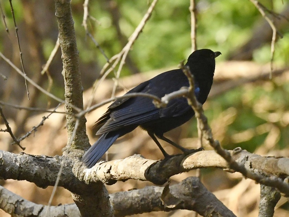 Малабарская синяя птица - ML617553281