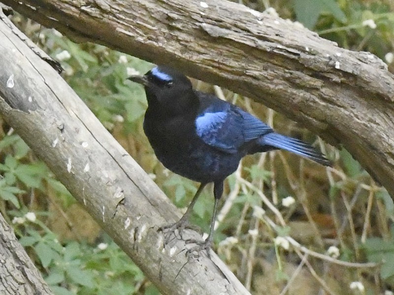 Малабарская синяя птица - ML617553282