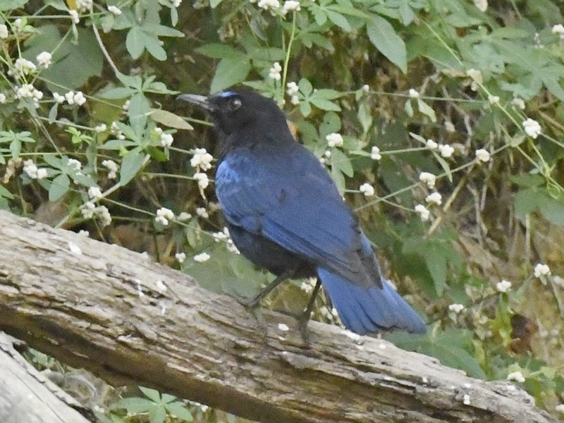 Малабарская синяя птица - ML617553283