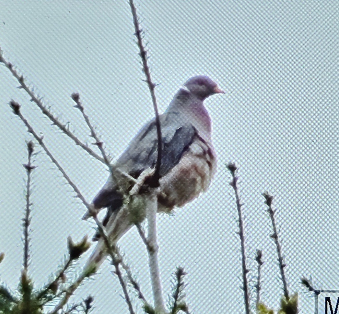 Band-tailed Pigeon - ML617553370