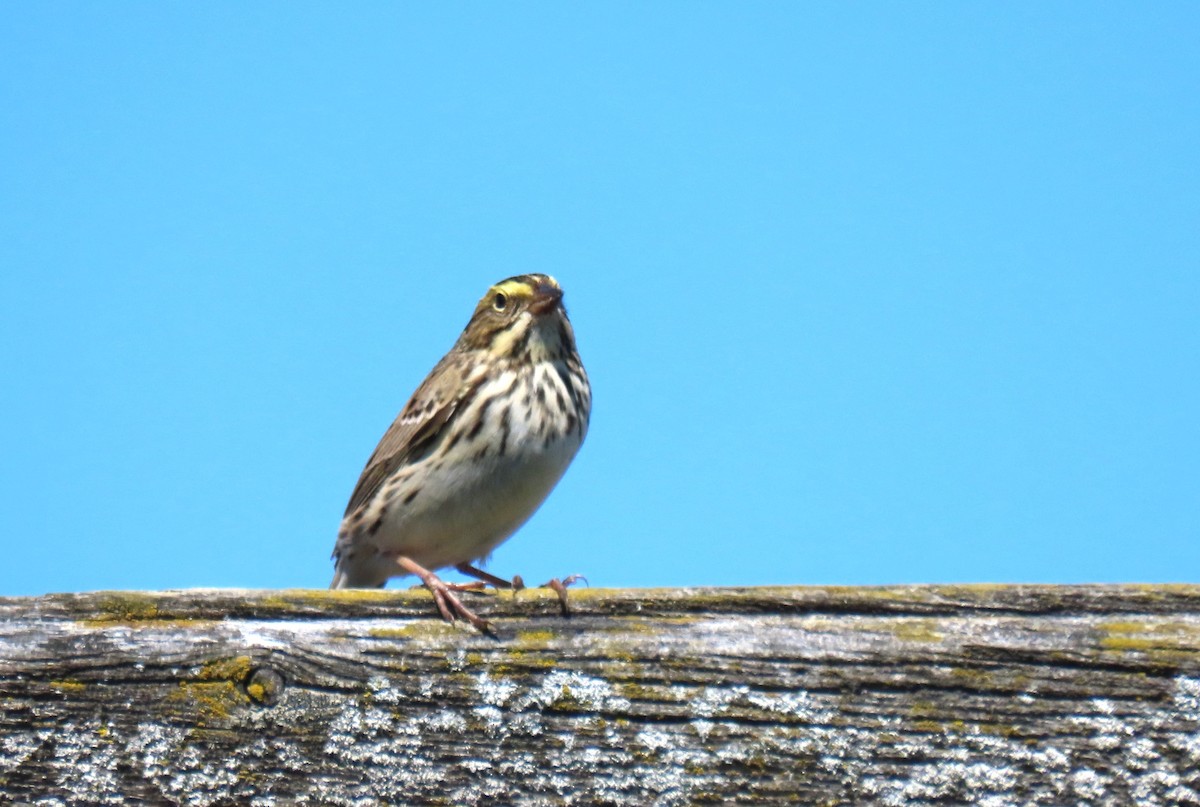 Savannah Sparrow - ML617553414