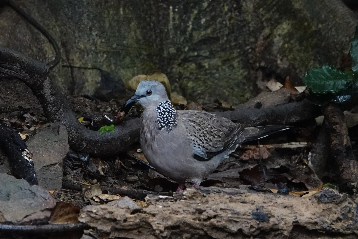 Spotted Dove (Eastern) - ML617553452