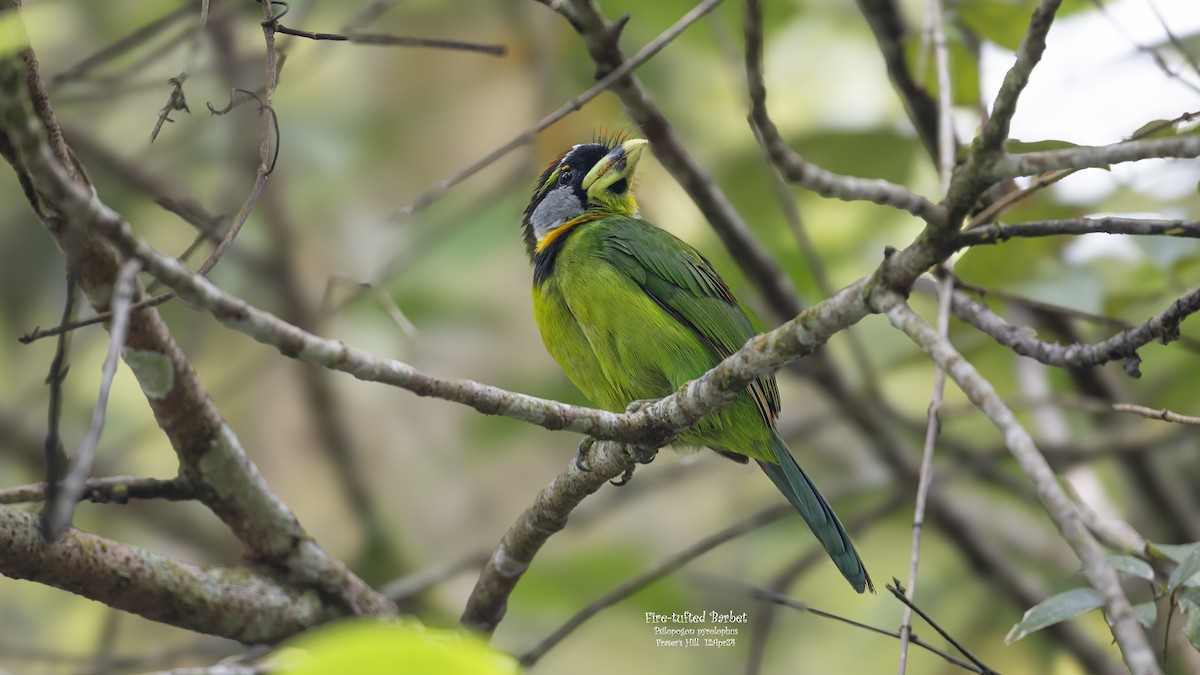Fire-tufted Barbet - ML617553477