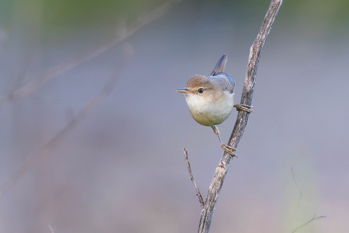 Common Reed Warbler - ML617553480