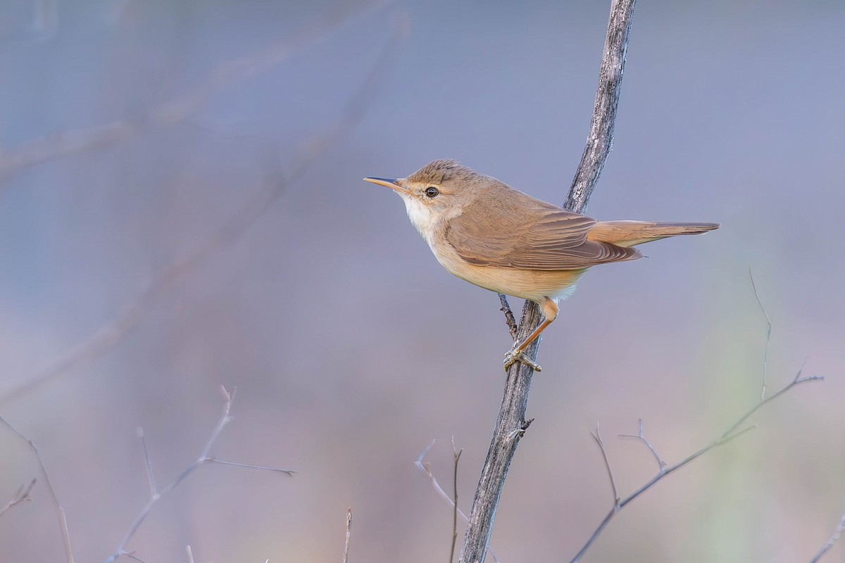 Common Reed Warbler - ML617553481