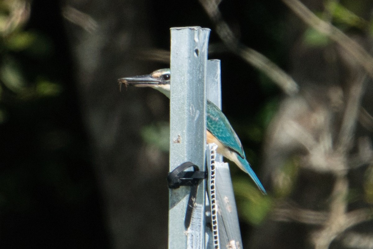 Sacred Kingfisher (Australasian) - Helen Leonard